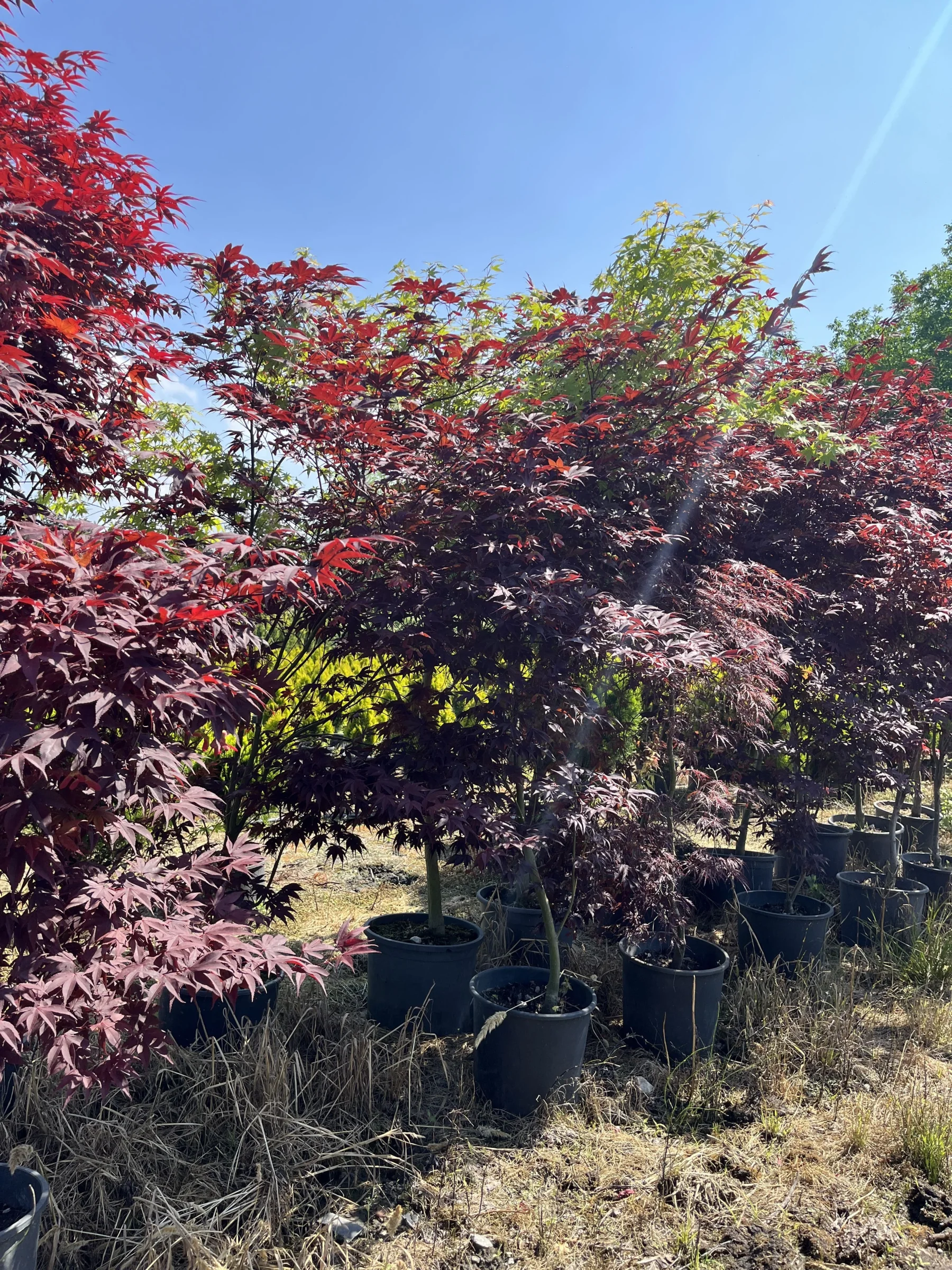Acer Palmatum(Aşılı)