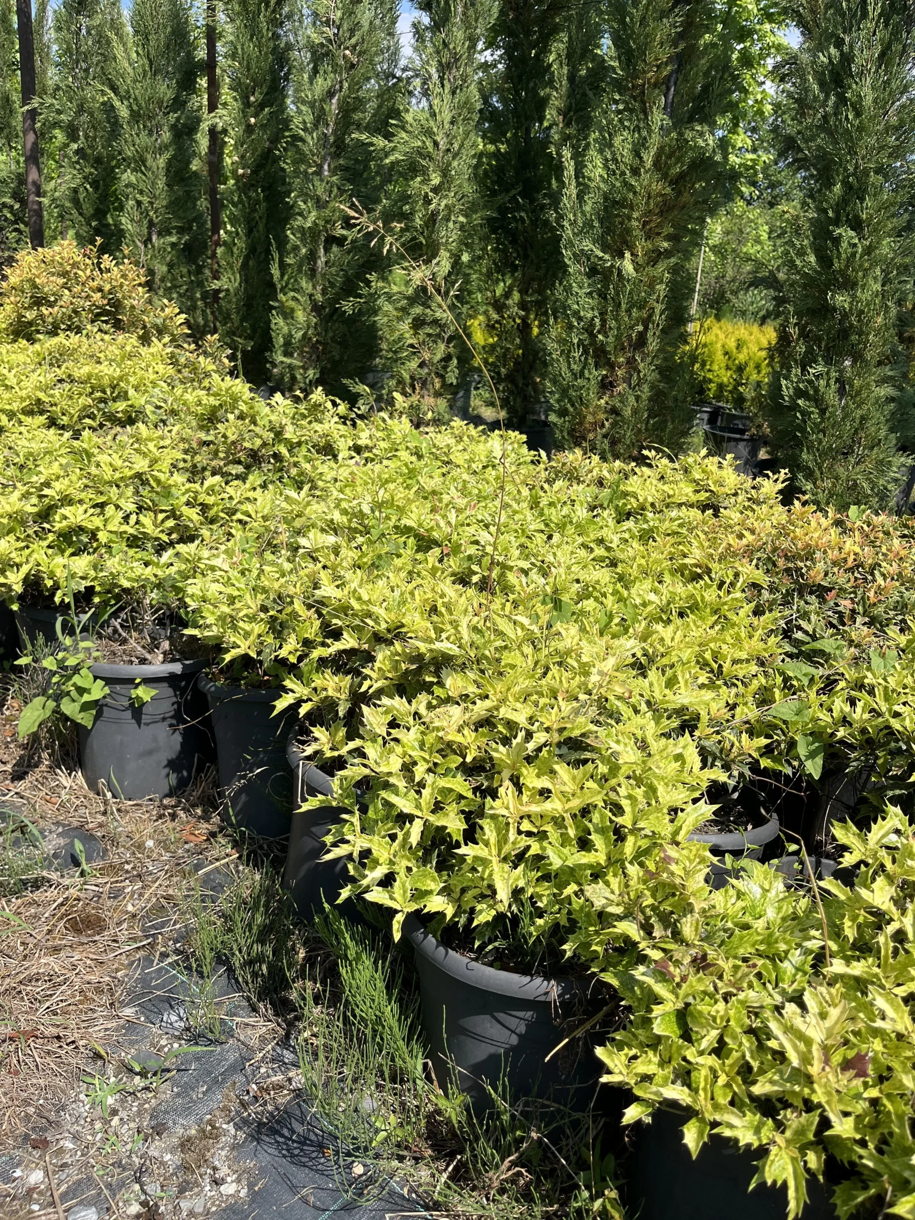 Osmanthus