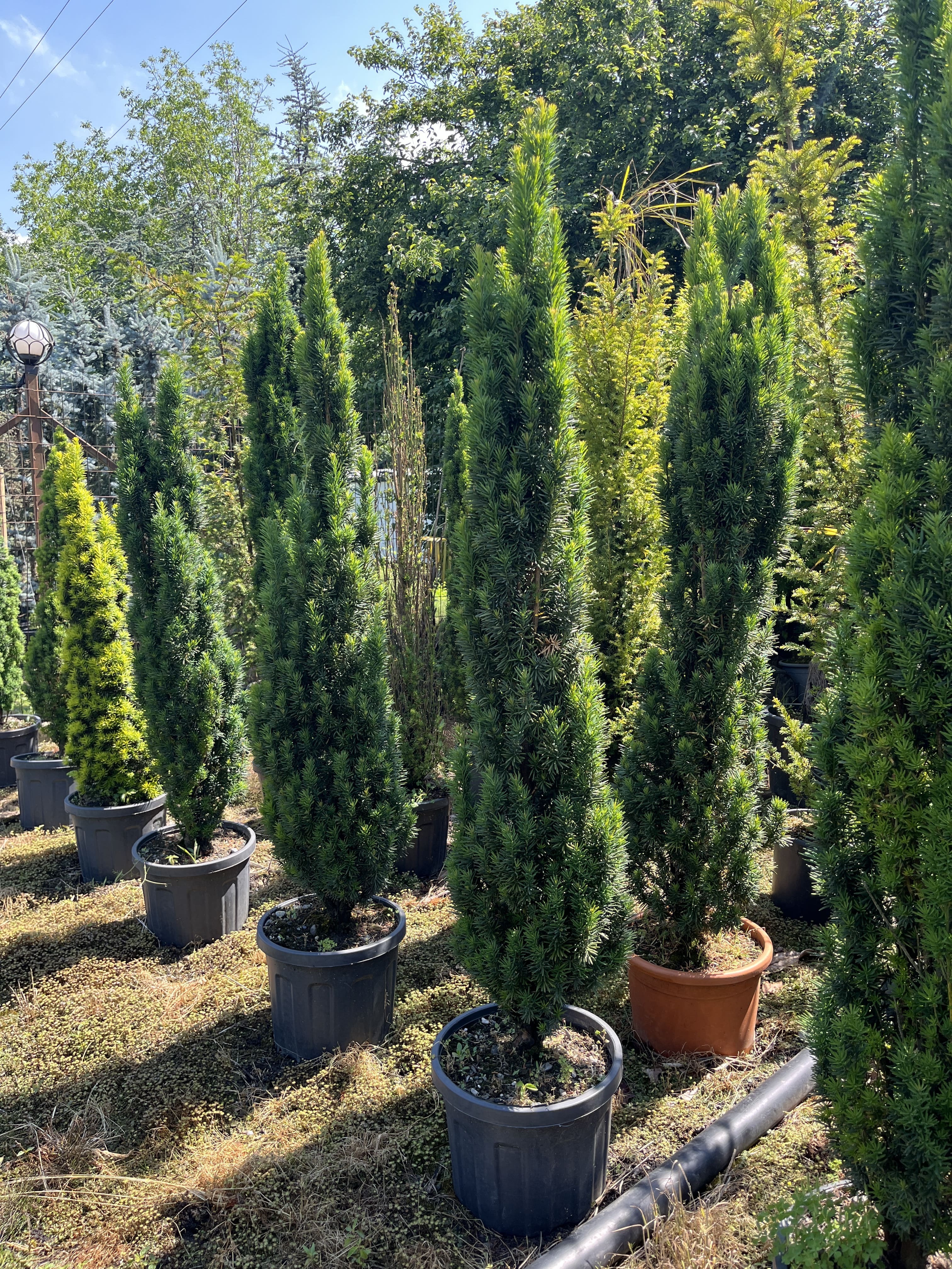 Porsuk Ağacı